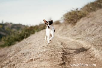 Rencontrez le Rat Terrier :un adorable compagnon pour votre famille 