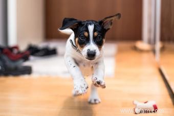 Rencontrez le Rat Terrier :un adorable compagnon pour votre famille 