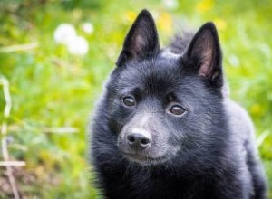 Rencontrez le Schipperke :intelligent, curieux et dévoué 