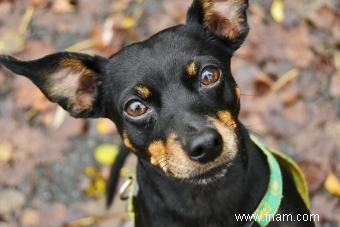 Profil de race Pinscher nain (un petit chiot avec beaucoup de charisme) 