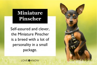 Profil de race Pinscher nain (un petit chiot avec beaucoup de charisme) 