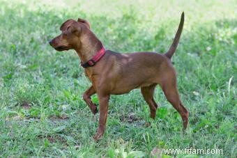 Profil de race Pinscher nain (un petit chiot avec beaucoup de charisme) 