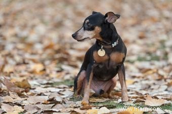 Profil de race Pinscher nain (un petit chiot avec beaucoup de charisme) 