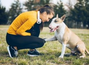 Traits les plus courants de la race Bull Terrier (est-ce bon pour vous?) 