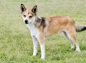 Vue d ensemble du Lundehund norvégien :une race dévouée et pleine d entrain 