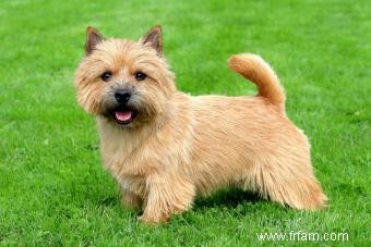 Informations sur la race de chien Norwich Terrier 