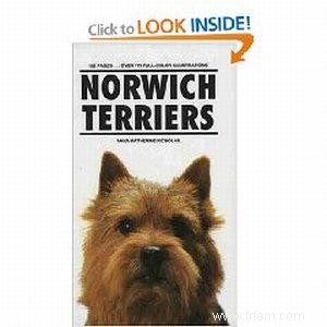 Informations sur la race de chien Norwich Terrier 