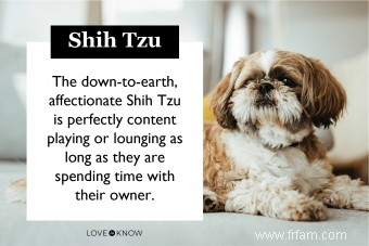 Aperçu du Shih Tzu et de ce qui rend cette race de jouet unique 