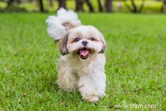 Aperçu du Shih Tzu et de ce qui rend cette race de jouet unique 