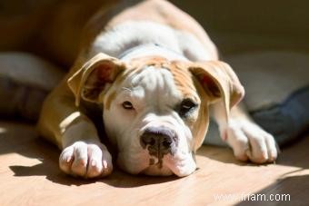 Guide du propriétaire du bouledogue américain classique 