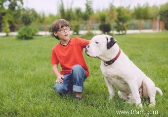 Guide du propriétaire du bouledogue américain classique 