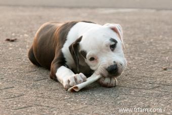 Guide du propriétaire du bouledogue américain classique 