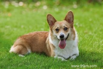 Pembroke Welsh Corgi Guide de ce chiot tout sauf basique 