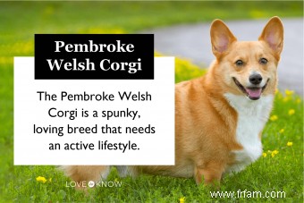 Pembroke Welsh Corgi Guide de ce chiot tout sauf basique 