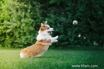 Pembroke Welsh Corgi Guide de ce chiot tout sauf basique 