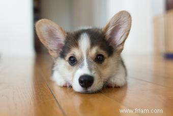 Pembroke Welsh Corgi Guide de ce chiot tout sauf basique 