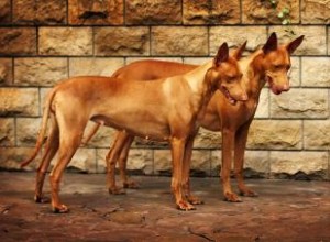 Traits et histoire du Pharaon Hound 