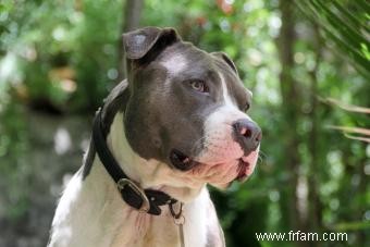 Informations sur la race de chien Pit Bull 