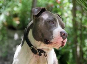 Informations sur la race de chien Pit Bull 