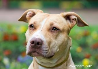 Informations sur la race de chien Pit Bull 