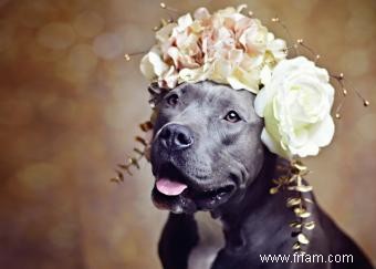 Informations sur la race de chien Pit Bull 