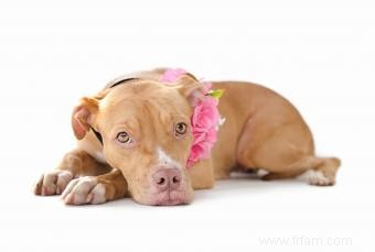 Informations sur la race de chien Pit Bull 