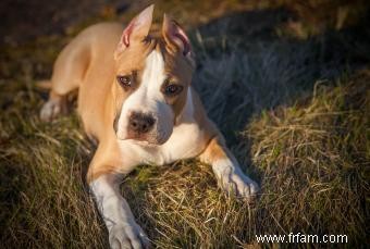 Informations sur la race de chien Pit Bull 