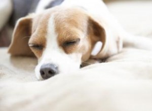 Chiots Beagle de poche 