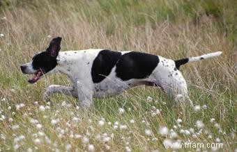 Faits et caractéristiques incontournables de la race de chiens pointeurs (avec images) 