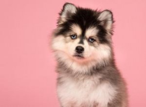 Profil et tempérament de la race Pomsky 
