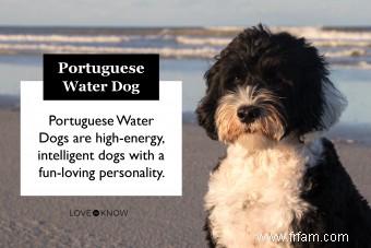 Chien d eau portugais 101 (Tout savoir) 