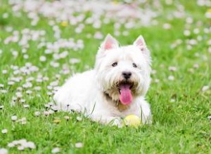 Profil du West Highland Terrier :un fidèle compagnon 