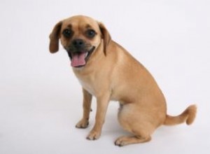 Traits et personnalité du chien Puggle 