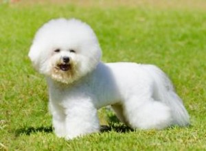 Dites bonjour au bichon frisé animé 