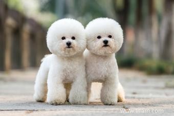 Dites bonjour au bichon frisé animé 