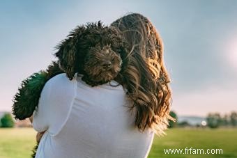 Dites bonjour au Sheepadoodle hybride 