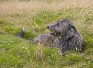 Caractéristiques et personnalité du Scottish Deerhound 