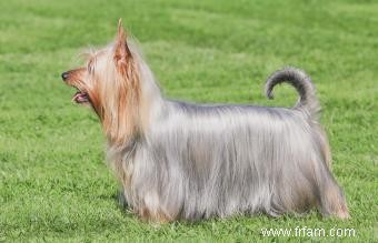 Guide de race Silky Terrier:Un chien expressif et énergique 