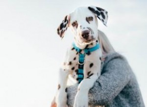 Découvrez ce qui fait du dalmatien un chiot si spécial 