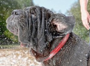 Pleins feux sur le Dogue napolitain protecteur 