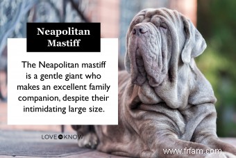 Pleins feux sur le Dogue napolitain protecteur 