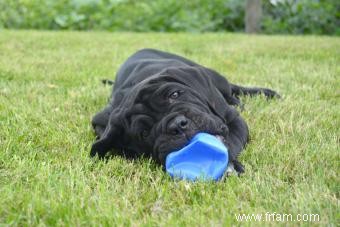 Pleins feux sur le Dogue napolitain protecteur 