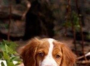 Springer contre Épagneul Breton 