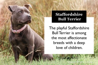 Profil du Staffordshire Bull Terrier :plus que des muscles 