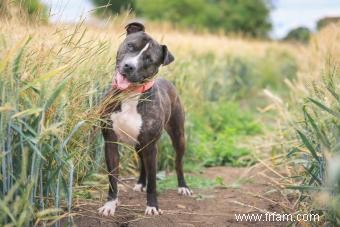 Profil du Staffordshire Bull Terrier :plus que des muscles 