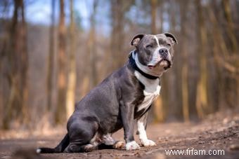 Profil du Staffordshire Bull Terrier :plus que des muscles 