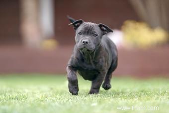 Profil du Staffordshire Bull Terrier :plus que des muscles 