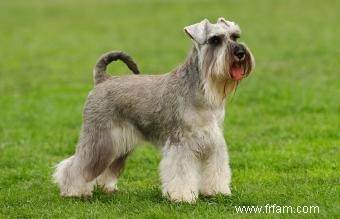 Tempérament, taille et traits de Schnauzer standard 