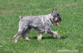 Tempérament, taille et traits de Schnauzer standard 