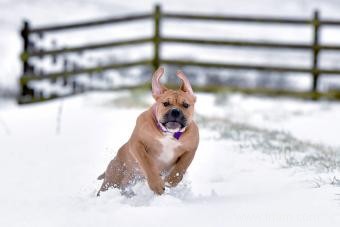 The Mighty Bullmastiff :Apprenez à connaître la race 